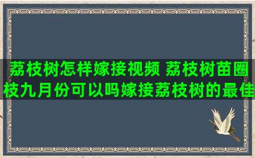 荔枝树怎样嫁接视频 荔枝树苗圈枝九月份可以吗嫁接荔枝树的最佳时间